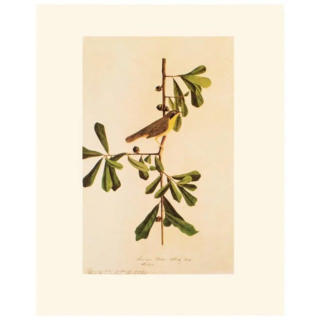 1966 Vintage Cottage Print "Louisiana Yellow-Throat Finch" After John James Audubon For Sale In Dallas - Image 6 of 8