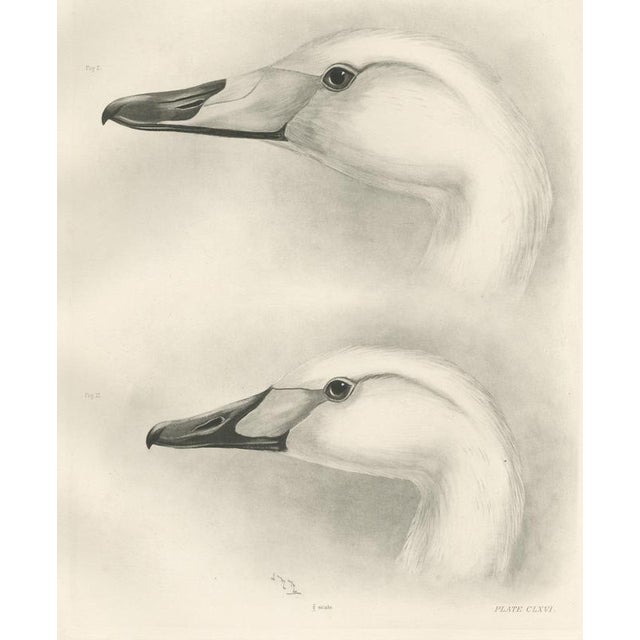After Lilian Medland, Heads of the Wild Swans, 1909, Print For Sale - Image 9 of 9