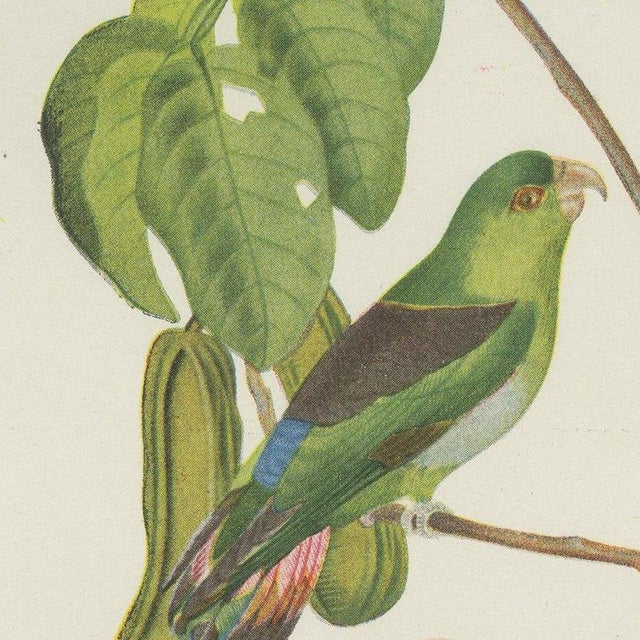 After Descourtilz, Parrotlets and Small Parrots, 1944, Paper For Sale - Image 4 of 12