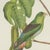 After Descourtilz, Parrotlets and Small Parrots, 1944, Paper For Sale - Image 4 of 12