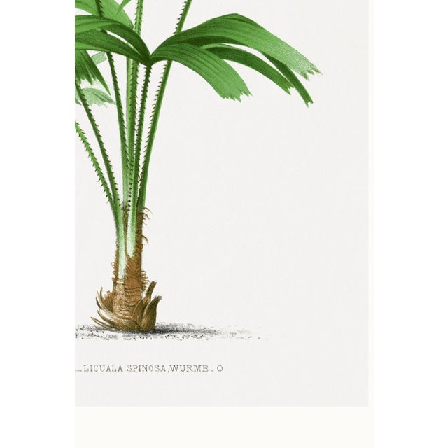 Royal Palm Study, Vintage Botanical Art Print Reproduction, 16" X 24" For Sale - Image 10 of 10