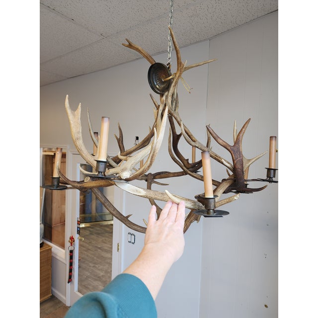 Rustic Antique Elk Antler Chandelier For Sale - Image 3 of 13
