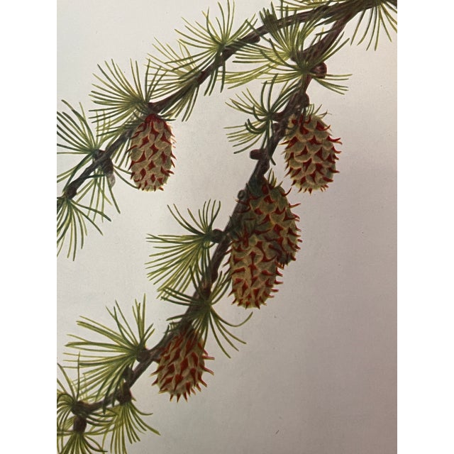 Framed Vintage Botanicals Set of 2 -Authentic 1963 Prints For Sale In Greensboro - Image 6 of 6