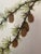Framed Vintage Botanicals Set of 2 -Authentic 1963 Prints For Sale In Greensboro - Image 6 of 6