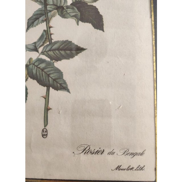 1920s Pierre Joseph Redouté, Botanical of Bengal Rose, 1920s, Lithograph For Sale - Image 5 of 7