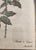 1920s Pierre Joseph Redouté, Botanical of Bengal Rose, 1920s, Lithograph For Sale - Image 5 of 7