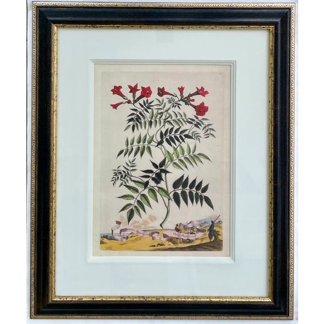 This elegant pair of framed botanical prints reproduces the celebrated work of Abraham Munting, the 17th-century Dutch...