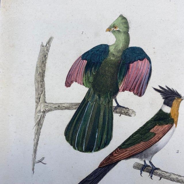 French French Antique 18th Century "Le Touraco" Bird Engraving Hand Colored Signed Artwork For Sale - Image 3 of 9