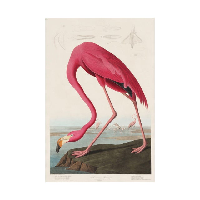 Audubon Flamingo & Heron Set, Vintage Art Print Reproductions, 24″ × 36″ For Sale In Buffalo - Image 6 of 10