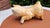1970s Vintage Porcelain Dog, Połonne, Ukraine, 1970s For Sale - Image 5 of 8