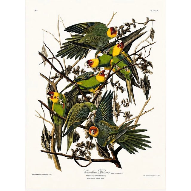 Modern Carolina Parrots – Princeton Audubon Limited Edition After John James Audubon – Large Framed Print For Sale - Image 3 of 6