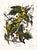 Modern Carolina Parrots – Princeton Audubon Limited Edition After John James Audubon – Large Framed Print For Sale - Image 3 of 6