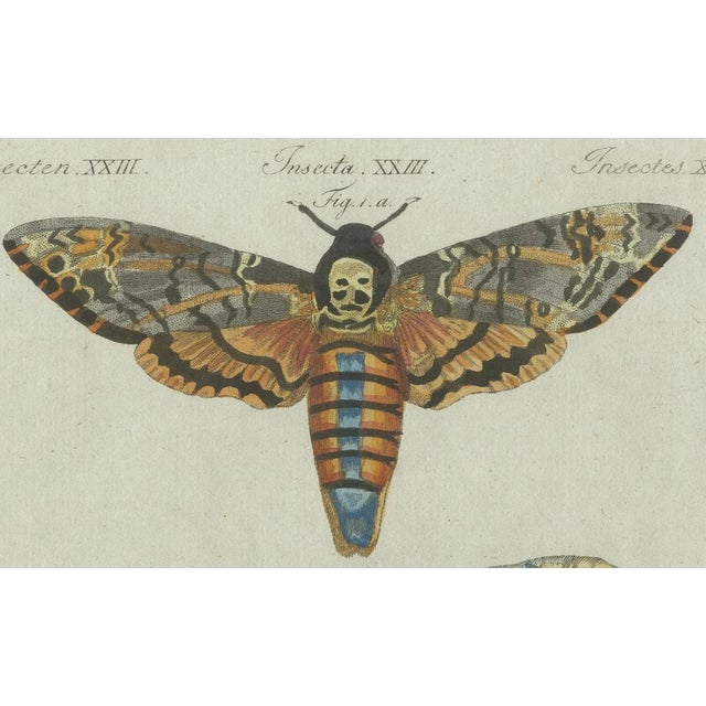 Gold Butterfly Prints, 1780, Paper, Set of 2 For Sale - Image 8 of 10