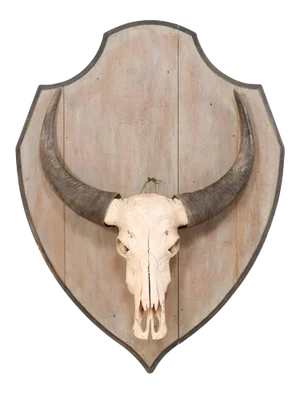 Mid 20th Century Water Buffalo Skull on Shield Plaque