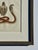 Early 19th Century Early 19th Century Cobra Snake Print by Schinz, Custom Framed For Sale - Image 5 of 5