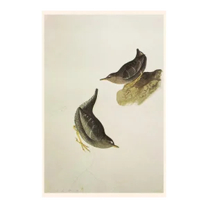 1966 Vintage Cottage Print "American Dipper" After John John Audubon