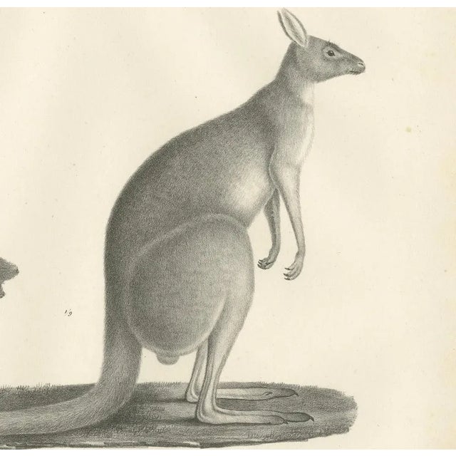 C.C. G. Zool., Spotted Phalanger and Woolly Kangaroo of Australia, 1836, Lithograph For Sale - Image 3 of 10