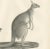 C.C. G. Zool., Spotted Phalanger and Woolly Kangaroo of Australia, 1836, Lithograph For Sale - Image 3 of 10