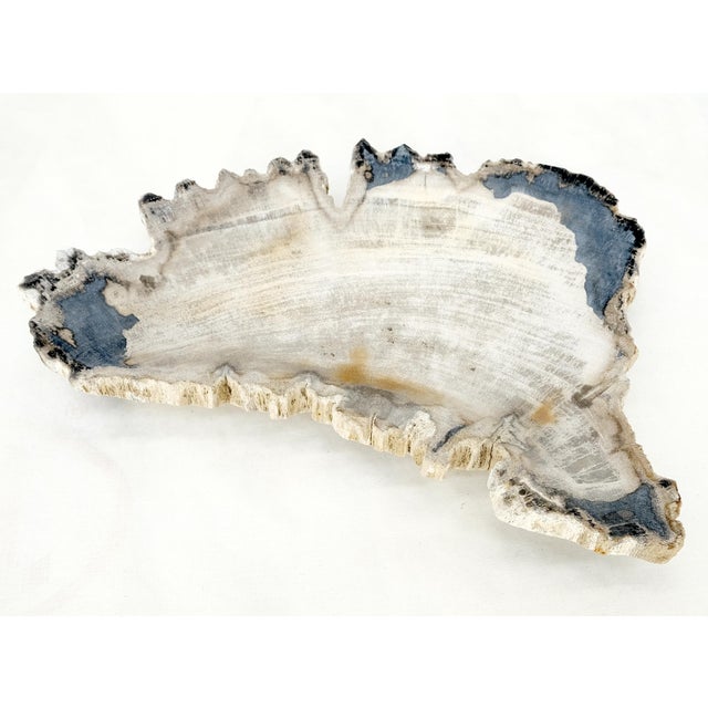 Tan Petrified Wood Antarctica Shape Solid Black & Tanl Bowl Dish Large Plate Ashtray For Sale - Image 8 of 13