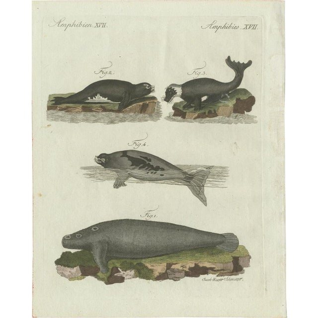 Bertuch, Seals, Sea Lion and Manatee, 1790, Engraving For Sale - Image 9 of 9