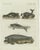 Bertuch, Seals, Sea Lion and Manatee, 1790, Engraving For Sale - Image 9 of 9