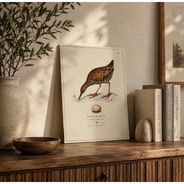 THE WILLIAM LEWIN WATERBIRDS & WADERS COLLECTION "The Water Rail" Introduce a striking anchor of historical British...