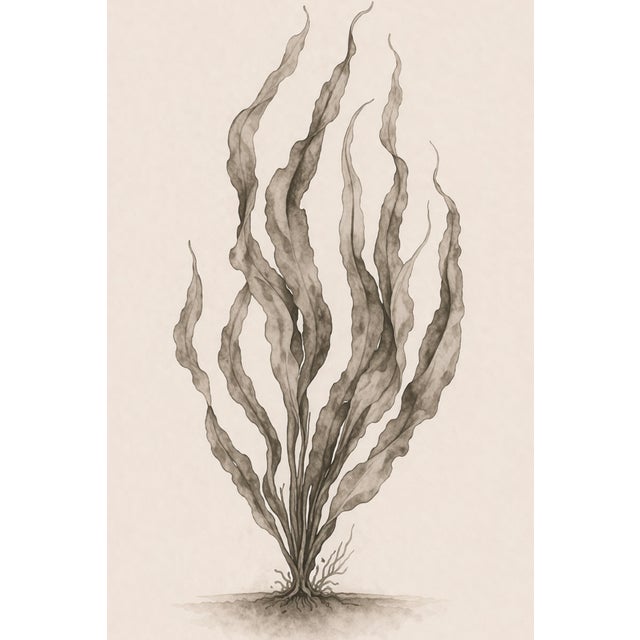 Not Yet Made - Made To Order Coastal Seaweed Study Vi, Minimalist Botanical Art Print, 24" × 36" Reproduction For Sale - Image 5 of 10