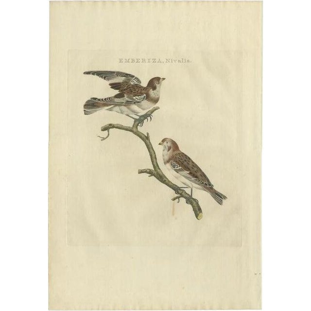 Early 19th Century Sepp & Nozeman, Bird Illustration of the Snow Bunting, 1809, Print For Sale - Image 5 of 5