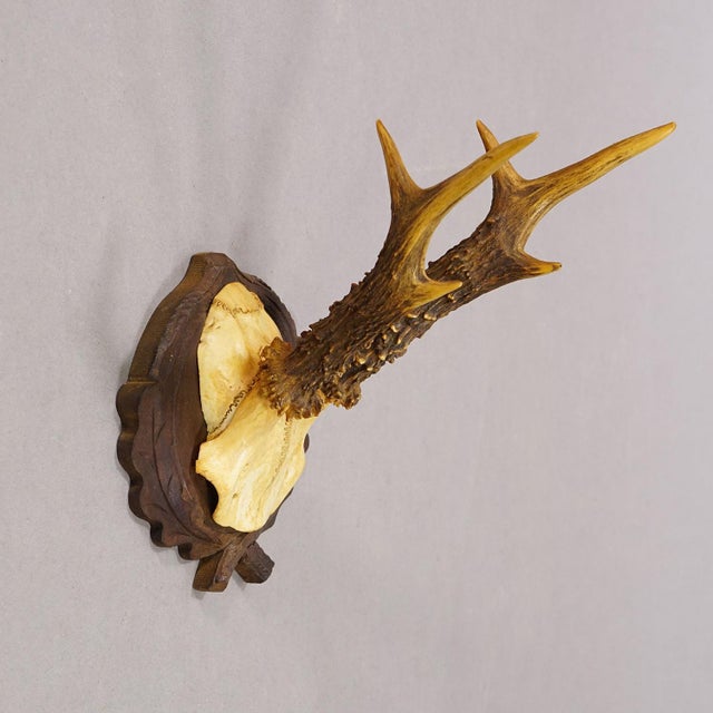Antique Red Deer Trophy on Carved Plaque, Black Forest, Germany ca.1935 Item e8316 A great antique red deer (Cervus...