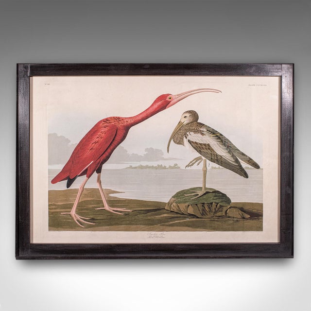 This is a large vintage Scarlet Ibis picture. An English, framed print engraving of wildlife interest originally by J.J....