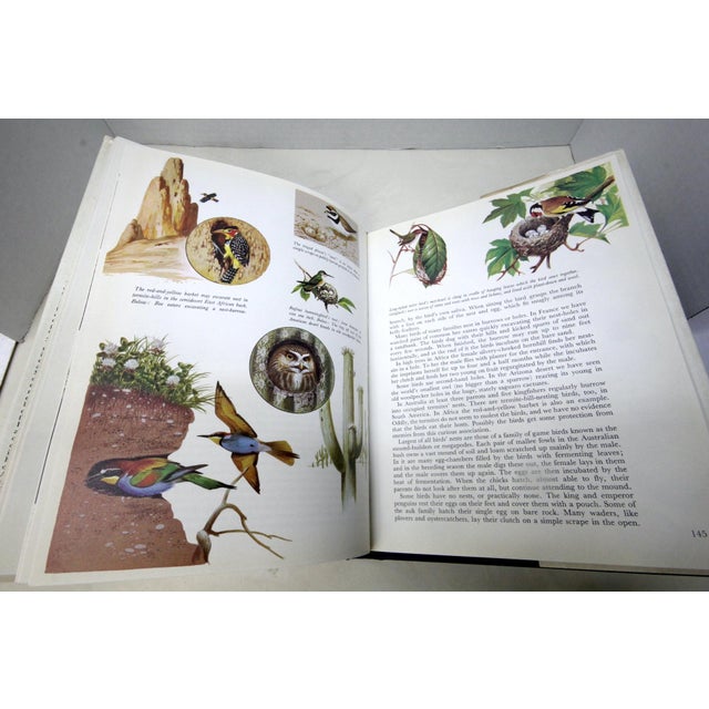 A Flight of 3 Elegant Bird Books – Audubon, Fuentes, Peterson –Oversized Illustrated Ornithology Editions For Sale - Image 9 of 15