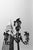 Paul Cooklin, Pigeons, Saint Marks Square, Edition of 50 For Sale - Image 7 of 7