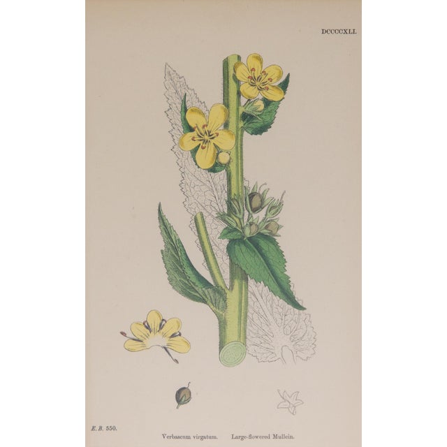 Sowerby English Botany - Custom Framed Botanical Plates, Set of Two For Sale - Image 4 of 7