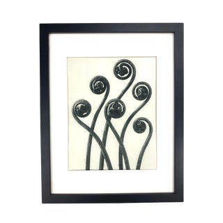 Framed Antique Photogravure Blossfeldt Botanical Print - No. 55 For Sale