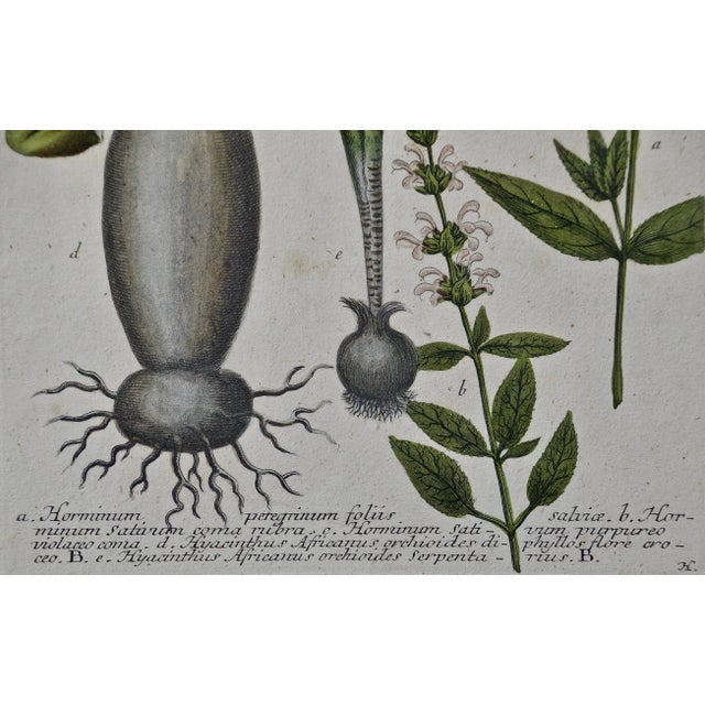 Mid 18th Century Weinmann 18th Century Hand Colored Botanical Engraving "Horminum Peregrinum", 1739 For Sale - Image 5 of 5
