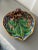 Majolica dish in rich jewel tones will be beautiful anywhere you place it! Featuring a brown bird sitting on a branch...