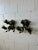 Bronze Lion Sconces For Sale - Image 9 of 12