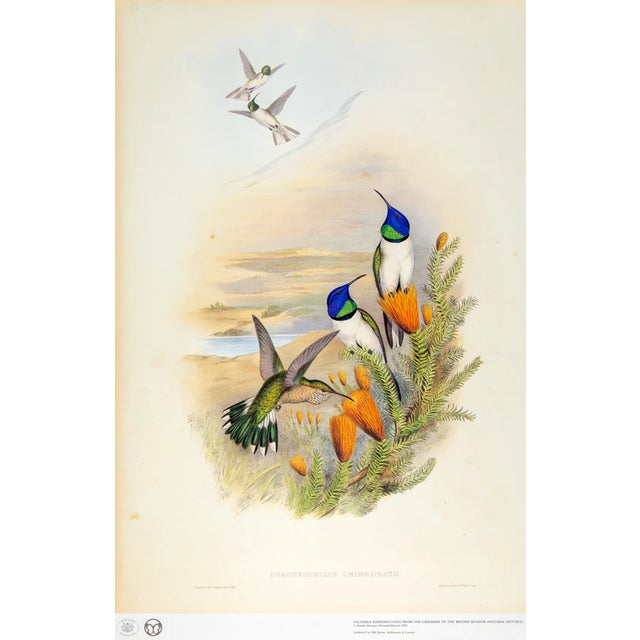 1990s Framed Print, Chimborazian Hillstar Hummingbird (Plate 68 - Hill House Edition) Reproduction Print After John Gould For Sale - Image 9 of 10