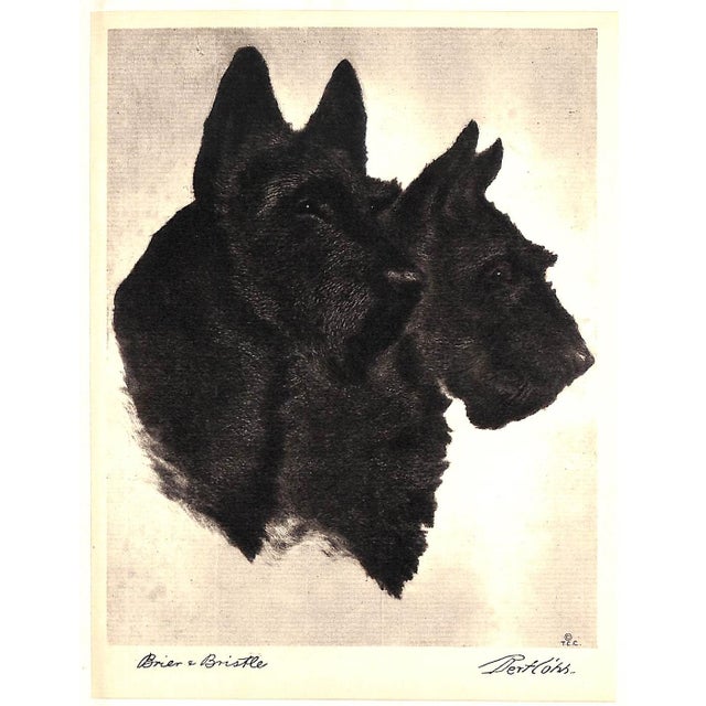 "Portraits of Dogs" 1931 Cobb, Bert For Sale - Image 12 of 12