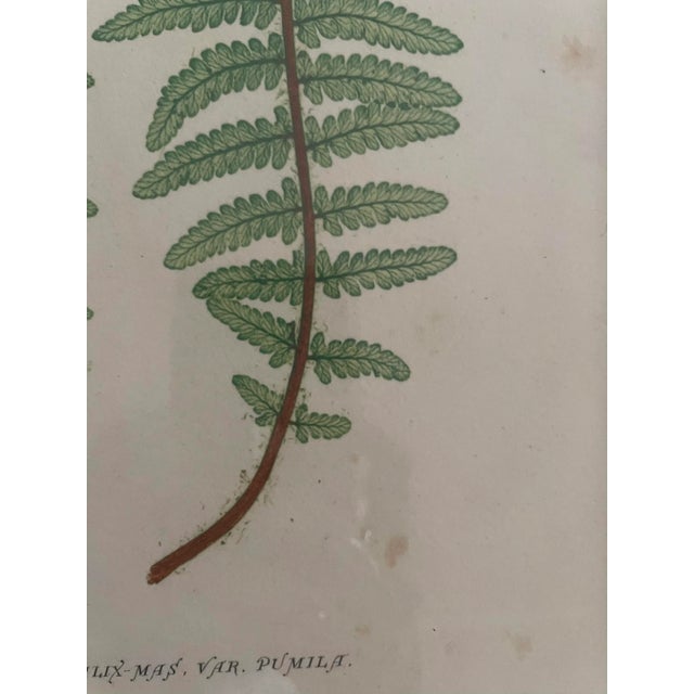 English Vintage Henry Bradbury Fern Print, Framed For Sale - Image 3 of 12