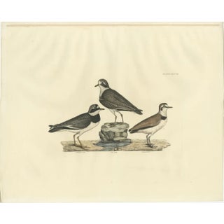 Prideaux John Selby, Plovers in Contrast, Age and Species, 1826, Engraving For Sale