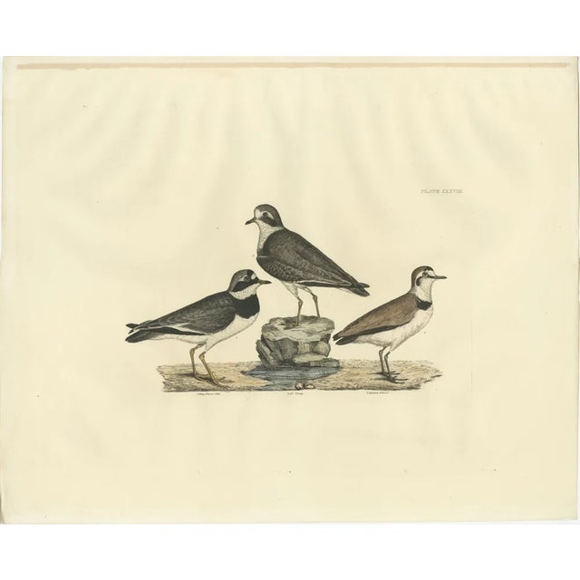 Prideaux John Selby, Plovers in Contrast, Age and Species, 1826, Engraving For Sale