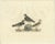 Prideaux John Selby, Plovers in Contrast, Age and Species, 1826, Engraving For Sale