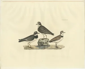Prideaux John Selby, Plovers in Contrast, Age and Species, 1826, Engraving