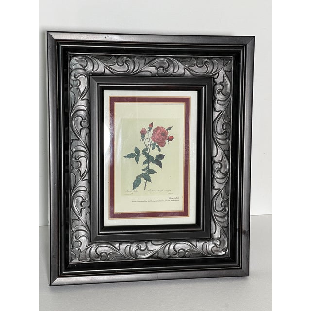 1970s P.F.Redoute Botanical Print Rosa Indica in Wide Frame For Sale - Image 4 of 6