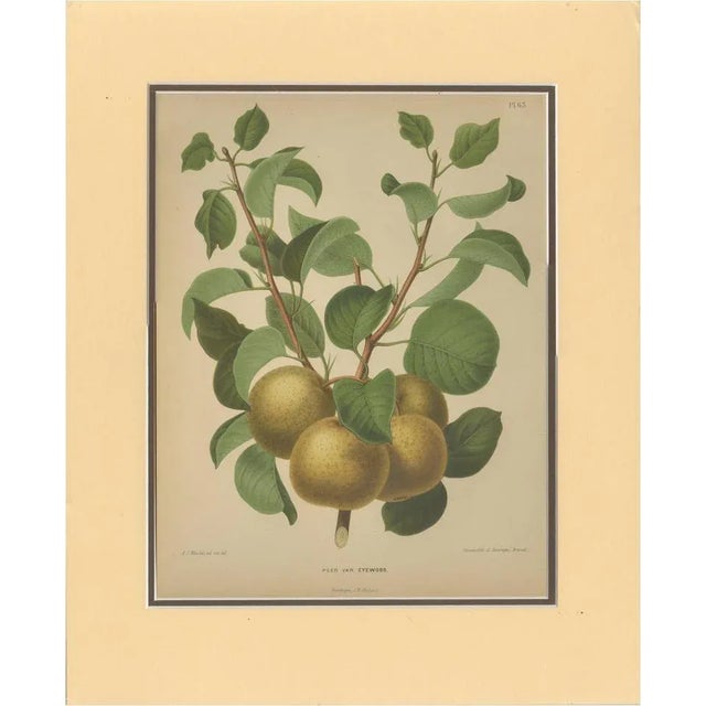 After Wendel, Golden Pear Cluster, 1870 Chromolithograph For Sale - Image 10 of 10