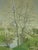 1959 Mid-Century Modern 'Whispering Canopy' Swedish Semi-Abstract Landscape Oil Painting, Framed For Sale - Image 9 of 13