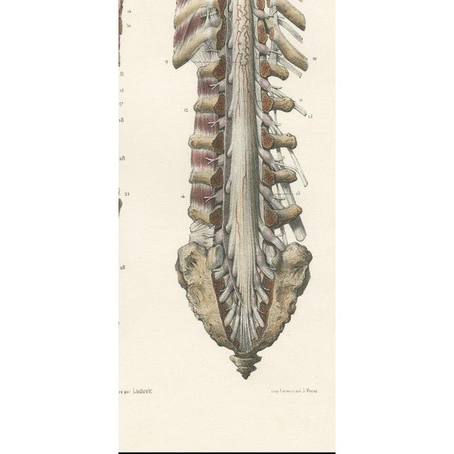 19th Century Hirschfeld and Leveille, Brain and Spinal Cord with the Spinal Nerves, 1866, Paper For Sale - Image 5 of 12