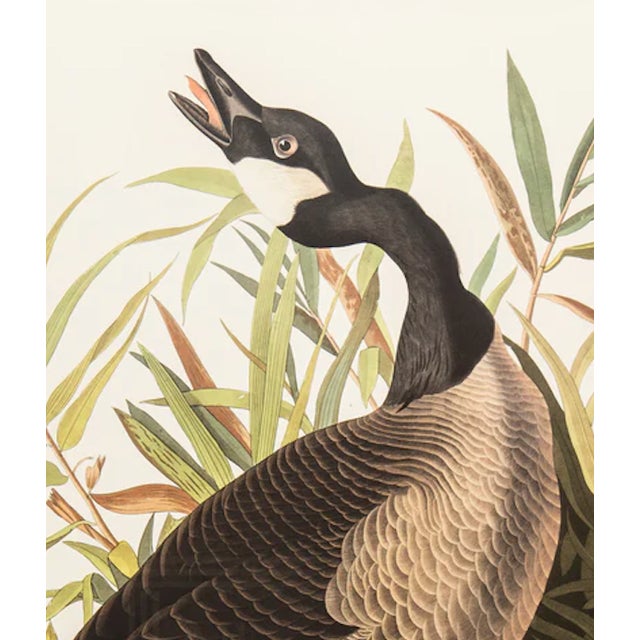 The Abbeville Press edition (1985) of the Canada Goose (Plate 201) facsimile is a world-class reproduction of John James...