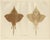 C. Erdmann, Thorny Skate from Pisces Scandinaviae Collection, 1895, Print For Sale
